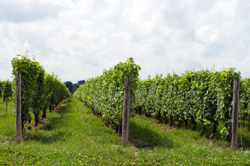 Niagara Wine Region Land