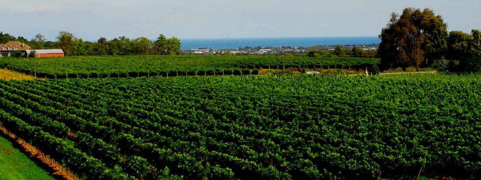 value of vineyard land